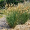 Stipa calamagrostis